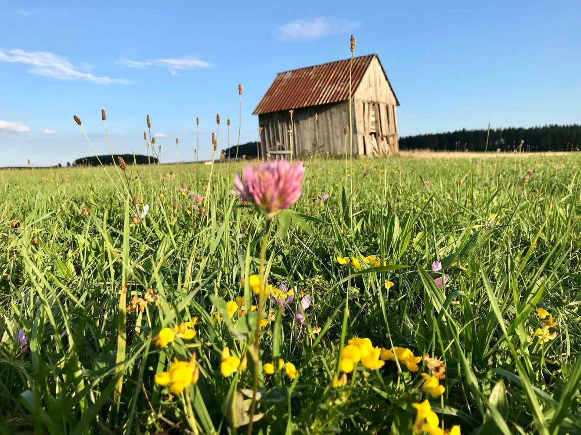Gaestehaus Roessle Rötenbach Eksteriør bilde